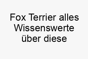 fox terrier alles wissenswerte ueber diese hunderasse 28700