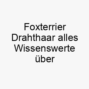 foxterrier drahthaar alles wissenswerte ueber diese hunderasse 28701