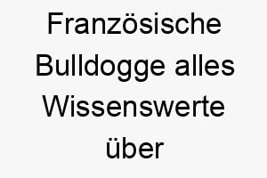 franzoesische bulldogge alles wissenswerte ueber diese hunderasse 28703