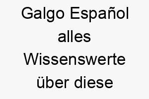 galgo espanol alles wissenswerte ueber diese hunderasse 28707