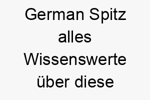 german spitz alles wissenswerte ueber diese hunderasse 28713