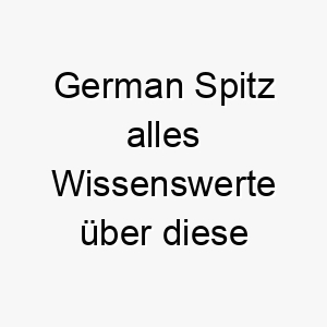 german spitz alles wissenswerte ueber diese hunderasse 28713