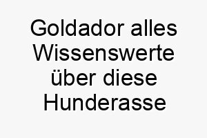 goldador alles wissenswerte ueber diese hunderasse 28717