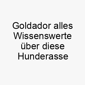 goldador alles wissenswerte ueber diese hunderasse 28717