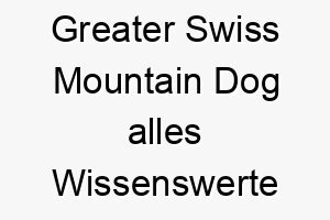 greater swiss mountain dog alles wissenswerte ueber diese hunderasse 28723