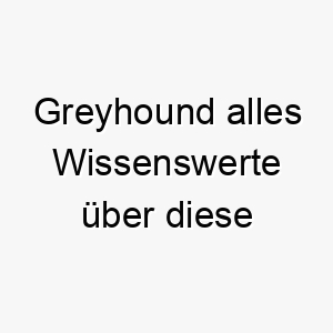 greyhound alles wissenswerte ueber diese hunderasse 28724