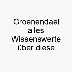 groenendael alles wissenswerte ueber diese hunderasse 28726