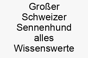 grosser schweizer sennenhund alles wissenswerte ueber diese hunderasse 28728