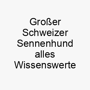 grosser schweizer sennenhund alles wissenswerte ueber diese hunderasse 28728