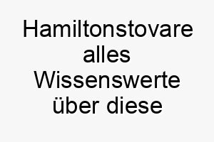 hamiltonstovare alles wissenswerte ueber diese hunderasse 28730