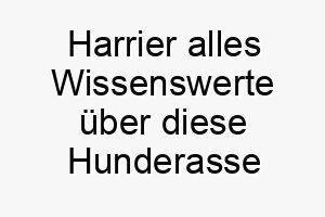 harrier alles wissenswerte ueber diese hunderasse 28731