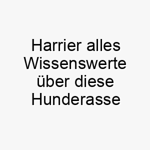 harrier alles wissenswerte ueber diese hunderasse 28731