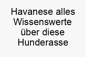 havanese alles wissenswerte ueber diese hunderasse 28732