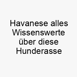 havanese alles wissenswerte ueber diese hunderasse 28732