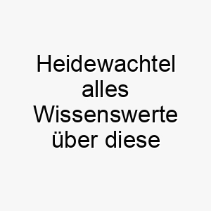 heidewachtel alles wissenswerte ueber diese hunderasse 28733