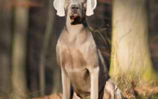 hunderasse weimaraner, weimaran dog breed