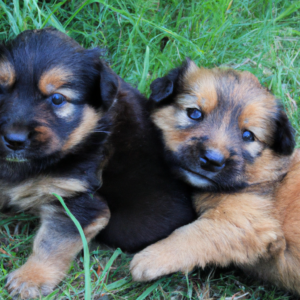 hundewelpen, dog puppies