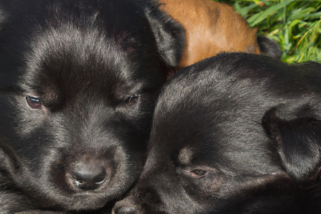 hundezucht und welpen , dog puppies