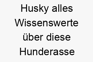 husky alles wissenswerte ueber diese hunderasse 28740