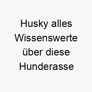 husky alles wissenswerte ueber diese hunderasse 28740