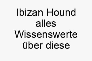 ibizan hound alles wissenswerte ueber diese hunderasse 28743