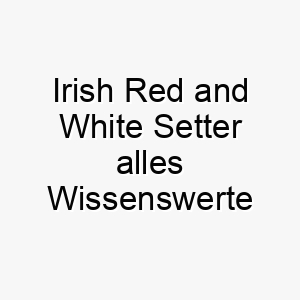 irish red and white setter alles wissenswerte ueber diese hunderasse 28746