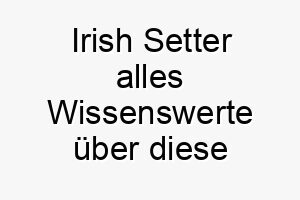 irish setter alles wissenswerte ueber diese hunderasse 28749