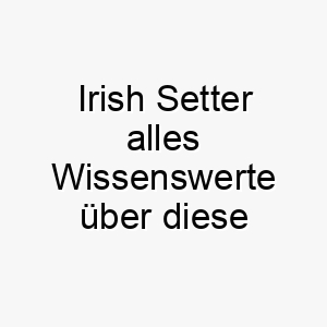 irish setter alles wissenswerte ueber diese hunderasse 28749