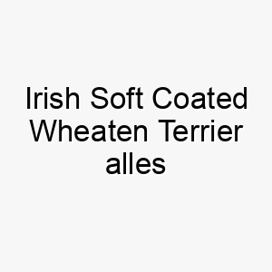 irish soft coated wheaten terrier alles wissenswerte ueber diese hunderasse 28752