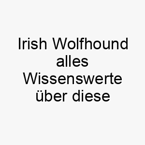 irish wolfhound alles wissenswerte ueber diese hunderasse 28761