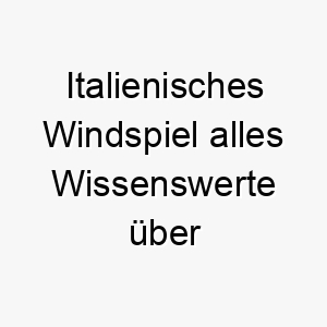 italienisches windspiel alles wissenswerte ueber diese hunderasse 28766