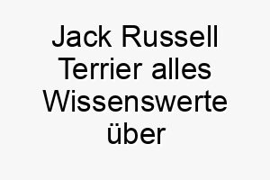 jack russell terrier alles wissenswerte ueber diese hunderasse 28767