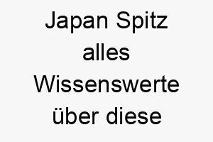 japan spitz alles wissenswerte ueber diese hunderasse 28771