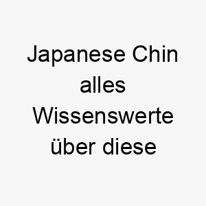 japanese chin alles wissenswerte ueber diese hunderasse 28776