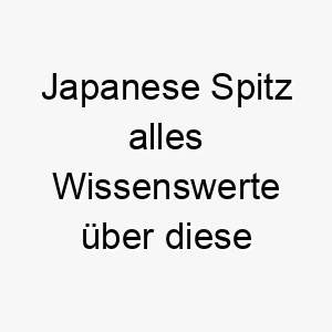 japanese spitz alles wissenswerte ueber diese hunderasse 28779