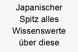 japanischer spitz alles wissenswerte ueber diese hunderasse 28780