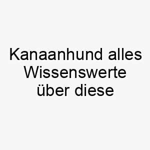 kanaanhund alles wissenswerte ueber diese hunderasse 28783