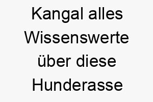 kangal alles wissenswerte ueber diese hunderasse 28784