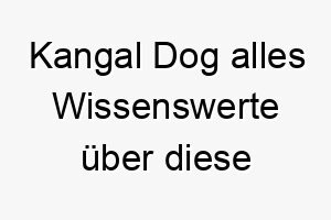 kangal dog alles wissenswerte ueber diese hunderasse 28785