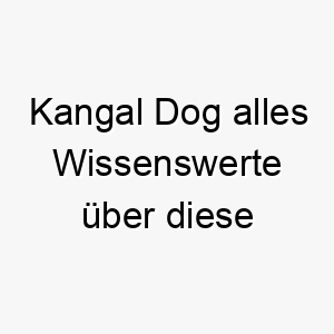 kangal dog alles wissenswerte ueber diese hunderasse 28785