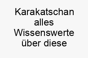 karakatschan alles wissenswerte ueber diese hunderasse 28786