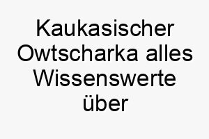 kaukasischer owtscharka alles wissenswerte ueber diese hunderasse 28788