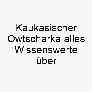 kaukasischer owtscharka alles wissenswerte ueber diese hunderasse 28788