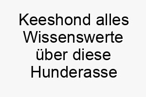 keeshond alles wissenswerte ueber diese hunderasse 28789