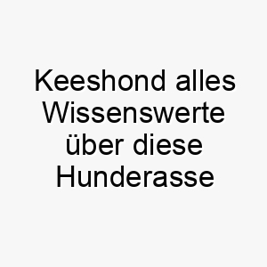 keeshond alles wissenswerte ueber diese hunderasse 28789