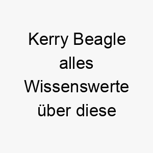 kerry beagle alles wissenswerte ueber diese hunderasse 28791