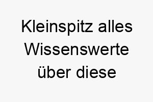 kleinspitz alles wissenswerte ueber diese hunderasse 28796