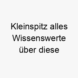 kleinspitz alles wissenswerte ueber diese hunderasse 28796