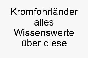 kromfohrlaender alles wissenswerte ueber diese hunderasse 28800