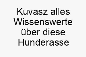 kuvasz alles wissenswerte ueber diese hunderasse 28801